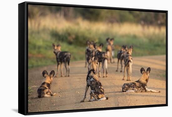 African Wild Dogs (Lycaon Pictus), Madikwe Game Reserve, North West Province, South Africa, Africa-Ann and Steve Toon-Framed Stretched Canvas