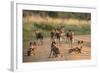 African Wild Dogs (Lycaon Pictus), Madikwe Game Reserve, North West Province, South Africa, Africa-Ann and Steve Toon-Framed Photographic Print