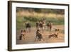 African Wild Dogs (Lycaon Pictus), Madikwe Game Reserve, North West Province, South Africa, Africa-Ann and Steve Toon-Framed Photographic Print