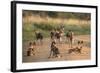 African Wild Dogs (Lycaon Pictus), Madikwe Game Reserve, North West Province, South Africa, Africa-Ann and Steve Toon-Framed Photographic Print