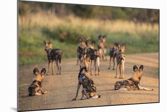 African Wild Dogs (Lycaon Pictus), Madikwe Game Reserve, North West Province, South Africa, Africa-Ann and Steve Toon-Mounted Photographic Print