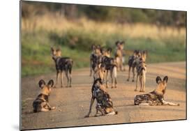 African Wild Dogs (Lycaon Pictus), Madikwe Game Reserve, North West Province, South Africa, Africa-Ann and Steve Toon-Mounted Photographic Print