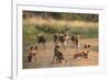 African Wild Dogs (Lycaon Pictus), Madikwe Game Reserve, North West Province, South Africa, Africa-Ann and Steve Toon-Framed Photographic Print