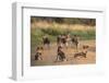 African Wild Dogs (Lycaon Pictus), Madikwe Game Reserve, North West Province, South Africa, Africa-Ann and Steve Toon-Framed Photographic Print