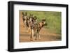 African Wild Dogs (Lycaon Pictus), Madikwe Game Reserve, North West Province, South Africa, Africa-Ann and Steve Toon-Framed Photographic Print