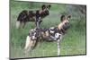 African Wild Dogs (Lycaon Pictus), Madikwe Game Reserve, North West Province, South Africa, Africa-Ann and Steve Toon-Mounted Photographic Print