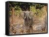 African Wild Dogs (Lycaon Pictus) Passinginfront Of Large African Elephant (Loxodonta Africana)-Tony Heald-Framed Stretched Canvas