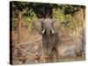 African Wild Dogs (Lycaon Pictus) Passinginfront Of Large African Elephant (Loxodonta Africana)-Tony Heald-Stretched Canvas