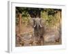 African Wild Dogs (Lycaon Pictus) Passinginfront Of Large African Elephant (Loxodonta Africana)-Tony Heald-Framed Photographic Print