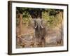 African Wild Dogs (Lycaon Pictus) Passinginfront Of Large African Elephant (Loxodonta Africana)-Tony Heald-Framed Photographic Print