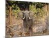 African Wild Dogs (Lycaon Pictus) Passinginfront Of Large African Elephant (Loxodonta Africana)-Tony Heald-Mounted Photographic Print