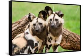 African Wild Dogs-Lantern Press-Framed Stretched Canvas