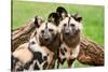 African Wild Dogs-Lantern Press-Stretched Canvas