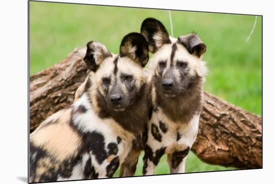 African Wild Dogs-Lantern Press-Mounted Premium Giclee Print