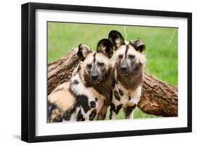 African Wild Dogs-Lantern Press-Framed Art Print