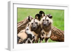 African Wild Dogs-Lantern Press-Framed Art Print