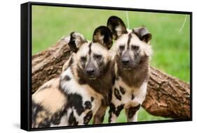 African Wild Dogs-Lantern Press-Framed Stretched Canvas