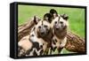 African Wild Dogs-Lantern Press-Framed Stretched Canvas