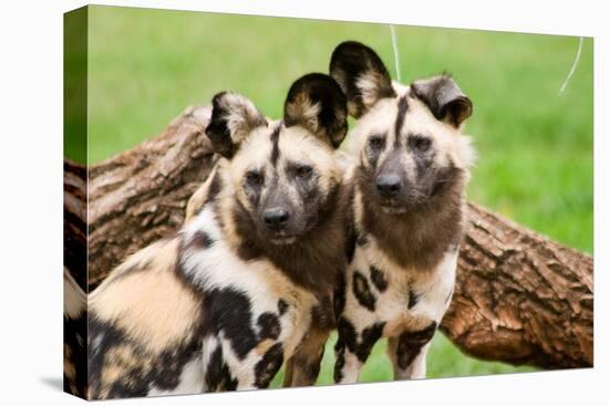 African Wild Dogs-Lantern Press-Stretched Canvas