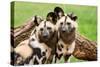 African Wild Dogs-Lantern Press-Stretched Canvas