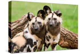 African Wild Dogs-Lantern Press-Stretched Canvas