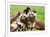 African Wild Dogs-Lantern Press-Framed Art Print