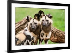African Wild Dogs-Lantern Press-Framed Art Print
