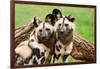 African Wild Dogs-Lantern Press-Framed Art Print