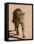 African Wildcat, Namibia, Africa-Milse Thorsten-Framed Stretched Canvas