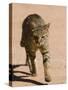 African Wildcat, Namibia, Africa-Milse Thorsten-Stretched Canvas