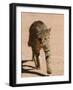 African Wildcat, Namibia, Africa-Milse Thorsten-Framed Photographic Print