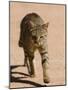 African Wildcat, Namibia, Africa-Milse Thorsten-Mounted Photographic Print