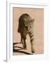 African Wildcat, Namibia, Africa-Milse Thorsten-Framed Photographic Print