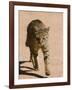 African Wildcat, Namibia, Africa-Milse Thorsten-Framed Photographic Print