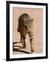 African Wildcat, Namibia, Africa-Milse Thorsten-Framed Photographic Print