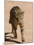 African Wildcat, Namibia, Africa-Milse Thorsten-Mounted Photographic Print