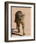 African Wildcat, Namibia, Africa-Milse Thorsten-Framed Photographic Print