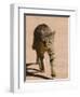 African Wildcat, Namibia, Africa-Milse Thorsten-Framed Photographic Print
