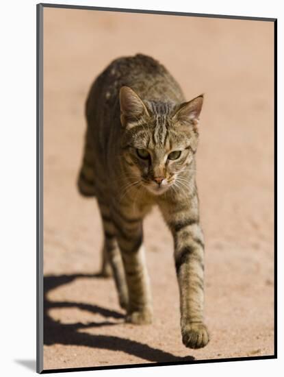 African Wildcat, Namibia, Africa-Milse Thorsten-Mounted Photographic Print