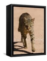 African Wildcat, Namibia, Africa-Milse Thorsten-Framed Stretched Canvas