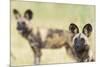 African Wilddog (Lycaon Pictus) Portrait, with Another Dog in the Background-Wim van den Heever-Mounted Photographic Print