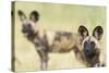 African Wilddog (Lycaon Pictus) Portrait, with Another Dog in the Background-Wim van den Heever-Stretched Canvas