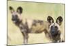 African Wilddog (Lycaon Pictus) Portrait, with Another Dog in the Background-Wim van den Heever-Mounted Photographic Print