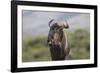 African Wildebeest 01-Bob Langrish-Framed Photographic Print