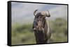 African Wildebeest 01-Bob Langrish-Framed Stretched Canvas