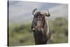 African Wildebeest 01-Bob Langrish-Stretched Canvas