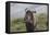 African Wildebeest 01-Bob Langrish-Framed Stretched Canvas