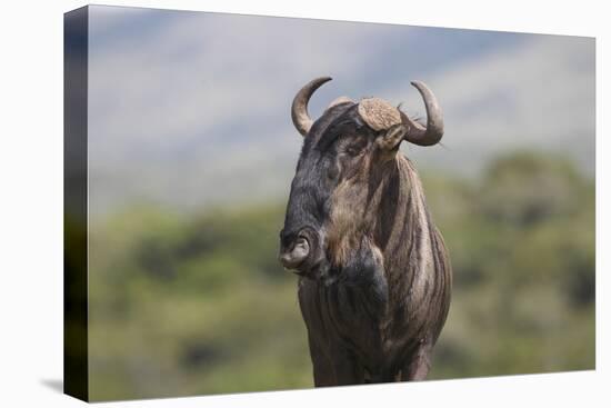 African Wildebeest 01-Bob Langrish-Stretched Canvas