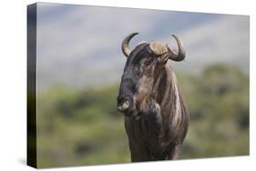 African Wildebeest 01-Bob Langrish-Stretched Canvas