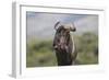 African Wildebeest 01-Bob Langrish-Framed Photographic Print